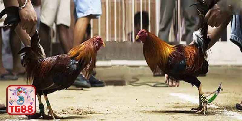 Thuật ngữ đá gà - Chạy lồng và quần sương Thuật ngữ đá gà - Chạy lồng và quần sương