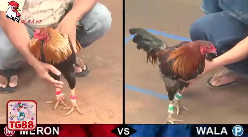 Đá Gà WS168 - Đá gà tre và lợi thế tốc độ Đá Gà WS168 - Đá gà tre và lợi thế tốc độ